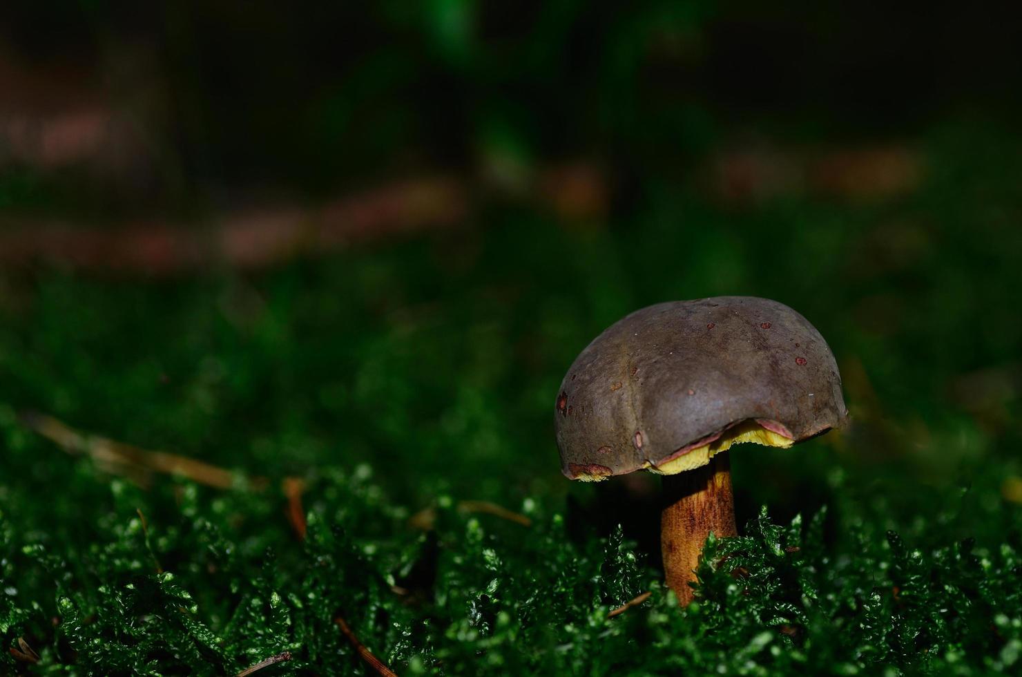 cogumelo boleto de patas vermelhas foto