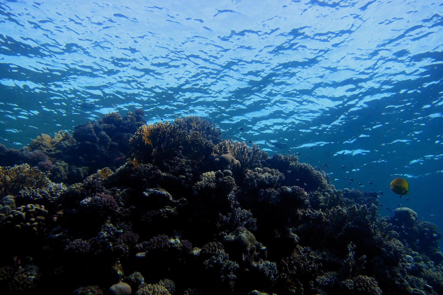 mundo coral no mar vermelho foto