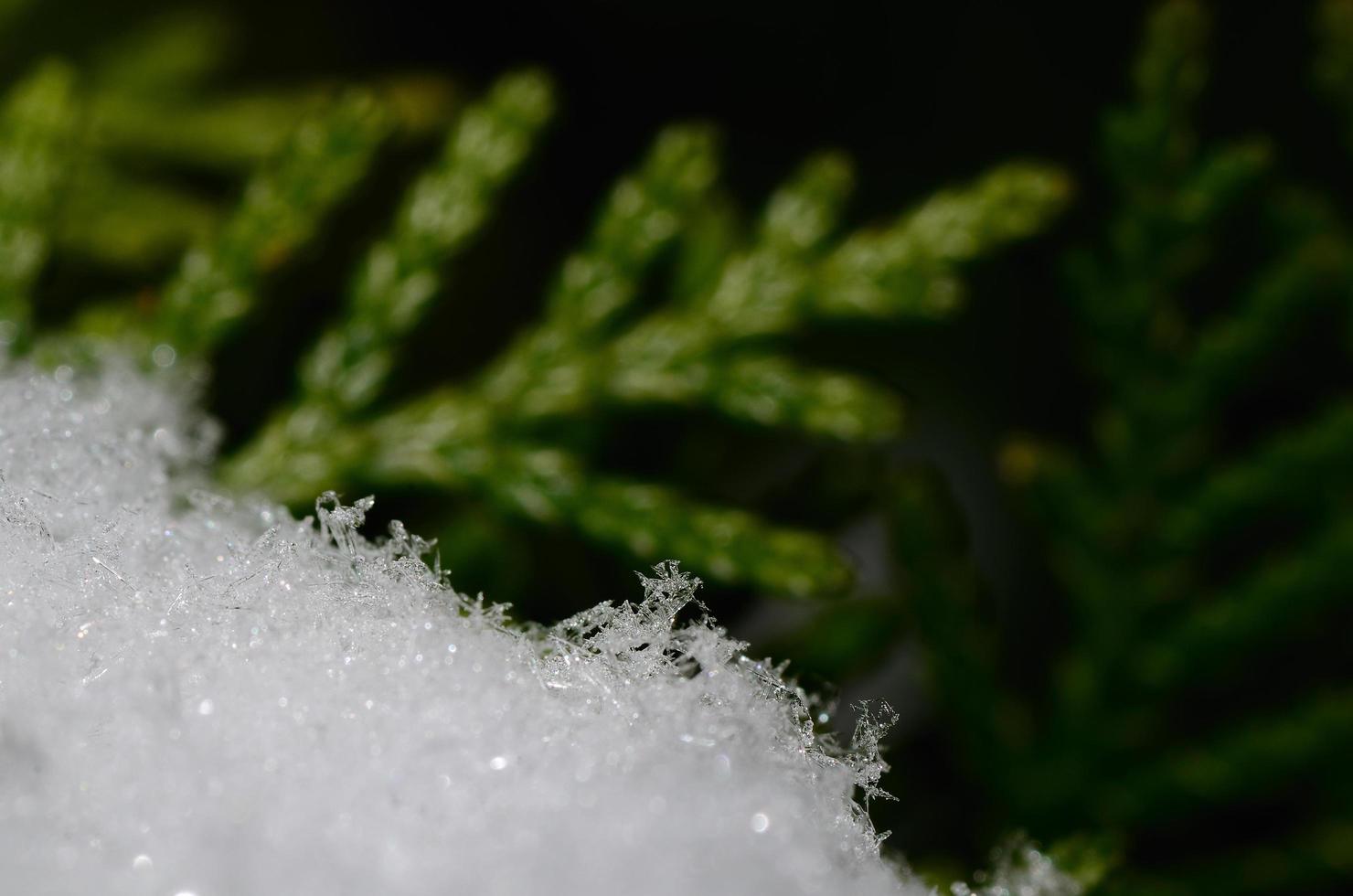 arbusto de cristais de neve foto