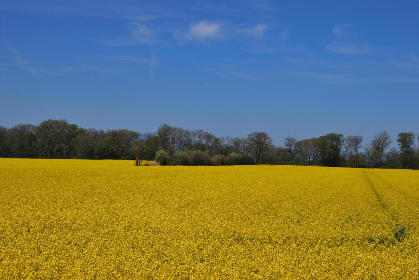 paisagem de campo de estupro foto