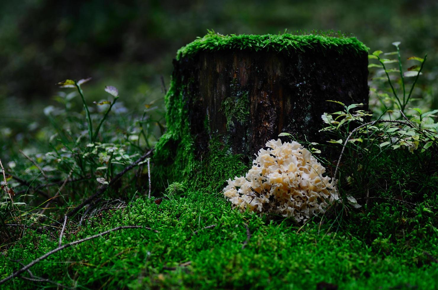 cogumelo de couve-flor em um tronco de árvore foto