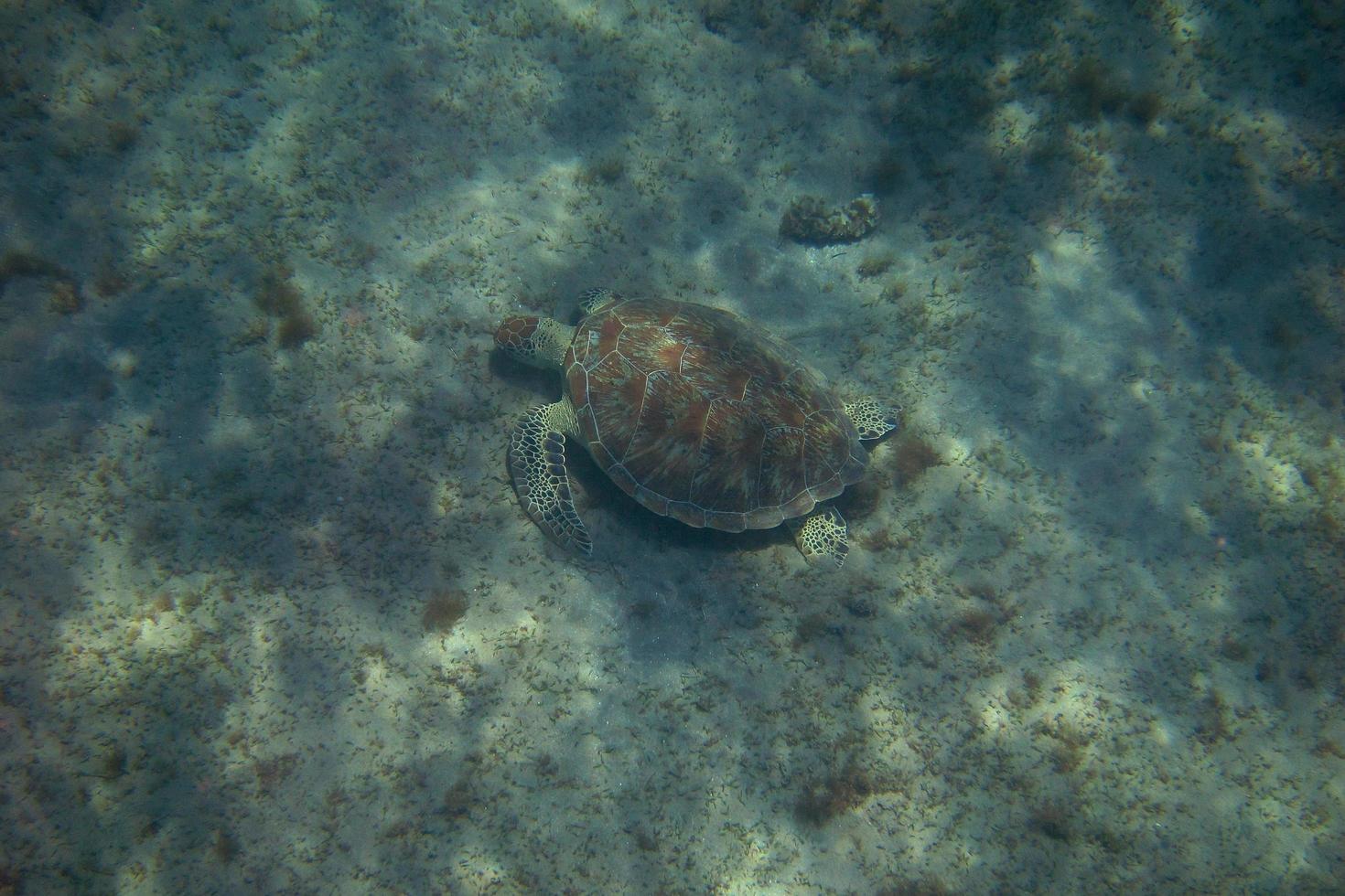 tartaruga marinha de cima foto