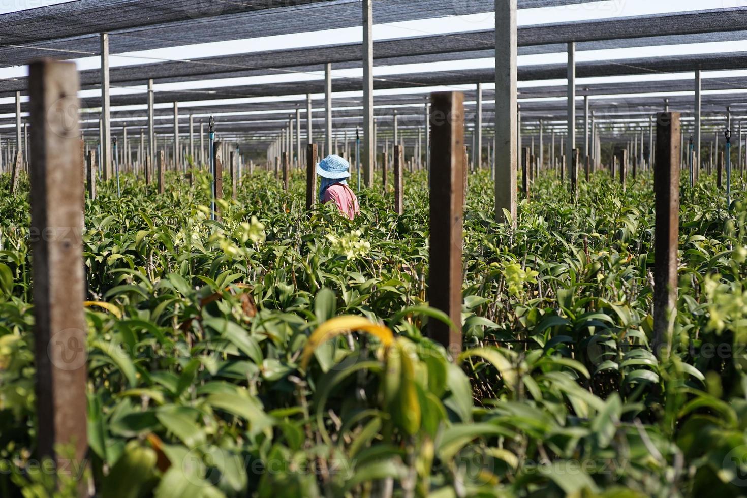 vista traseira do trabalhador caminha na fazenda de orquídeas com ampla visão da plantação em segundo plano foto