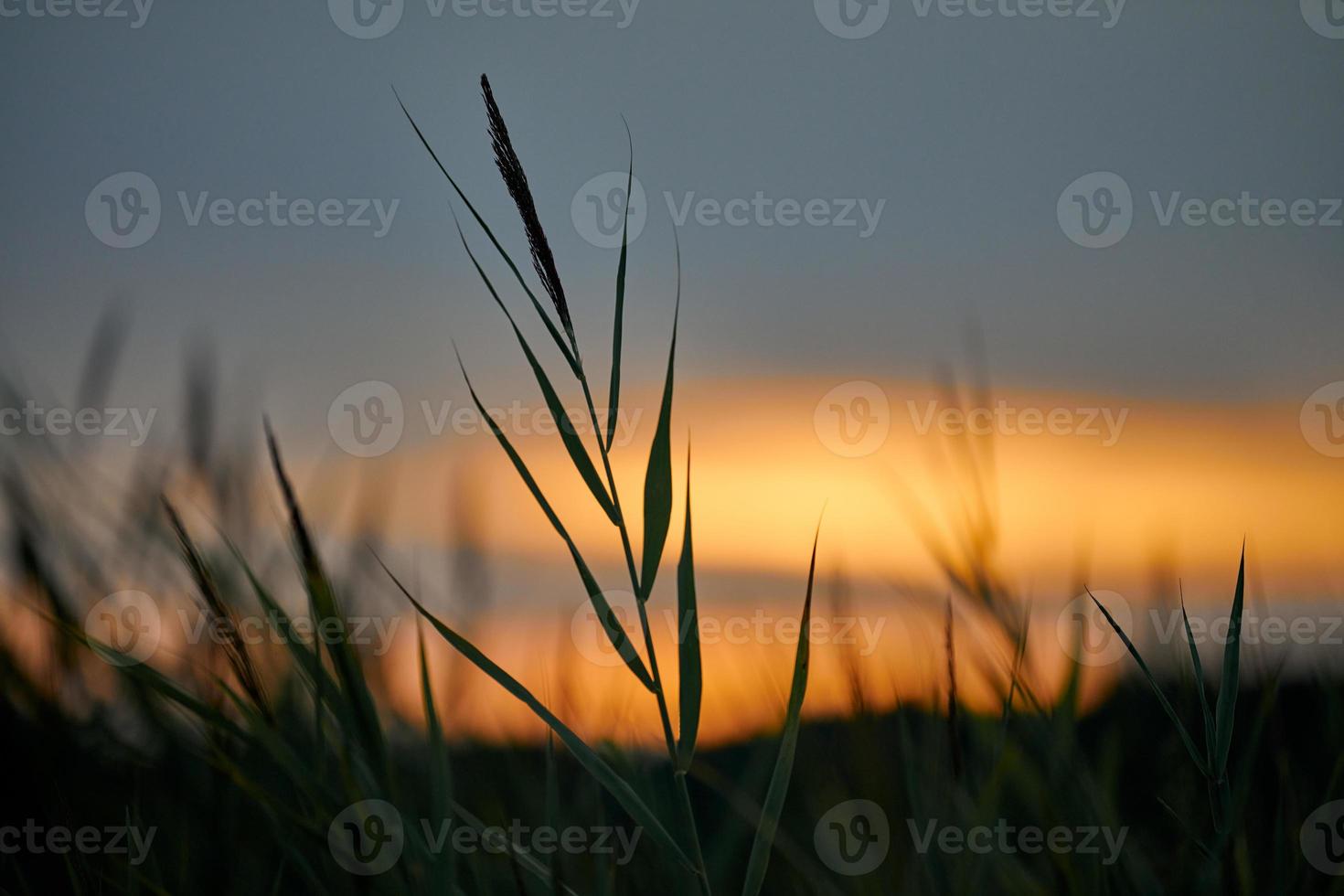 pôr do sol da noite através da grama grossa no prado, bela paisagem de céu laranja, fundo crepuscular foto