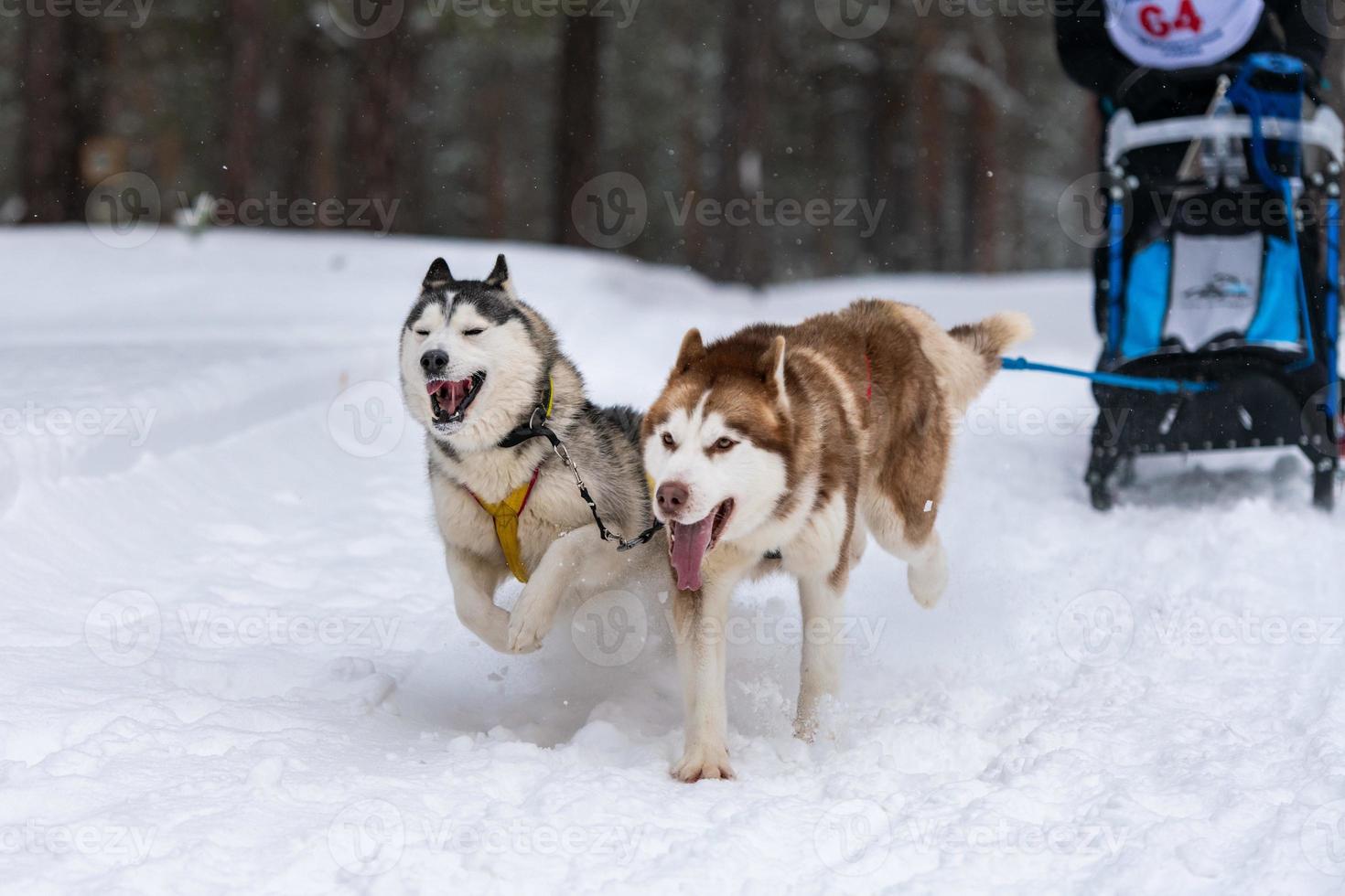 equipe de cães de trenó husky no arnês corre e puxa o motorista do cão. corrida de cães de trenó. competição de campeonato de esporte de inverno. foto