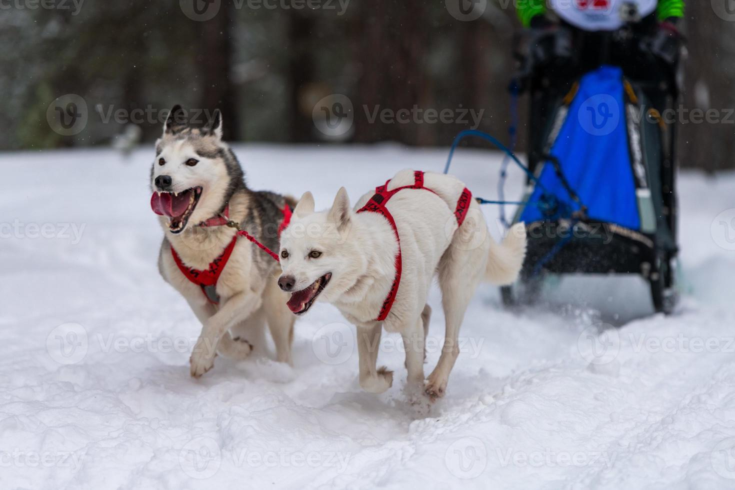 corrida de cães de trenó. equipe de cães de trenó husky no arnês corre e puxa o motorista do cão. competição de campeonato de esporte de inverno. foto