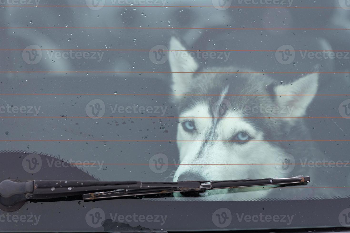 cão husky siberiano triste e engraçado no carro, animal de estimação fofo. cão esperando para andar antes do treinamento e corrida de cães de trenó. foto