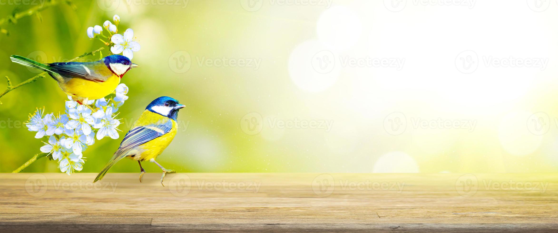 chapim sentado em um galho de árvore em clima de primavera foto