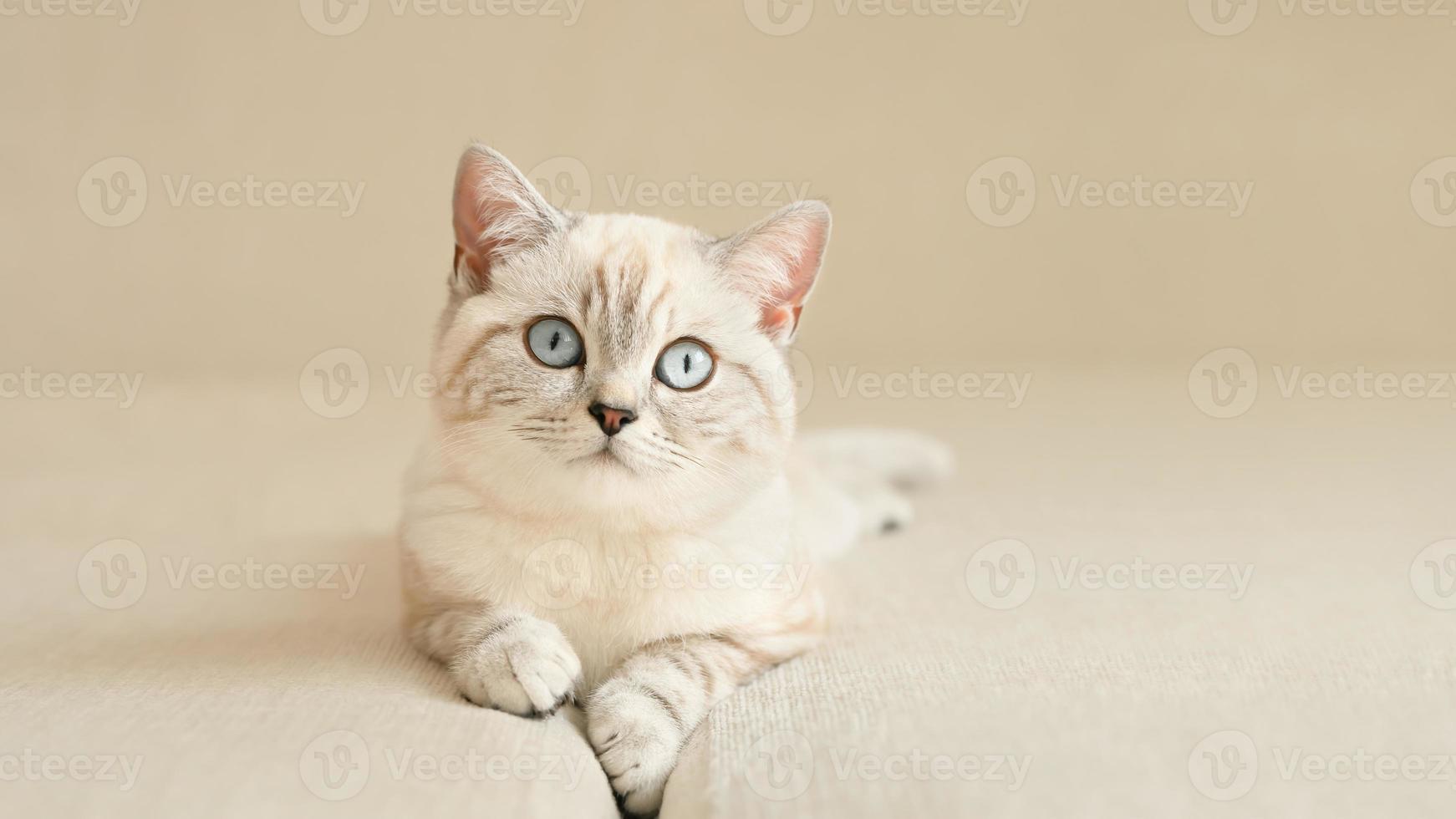 gatinho escocês de olhos azuis no sofá bege foto