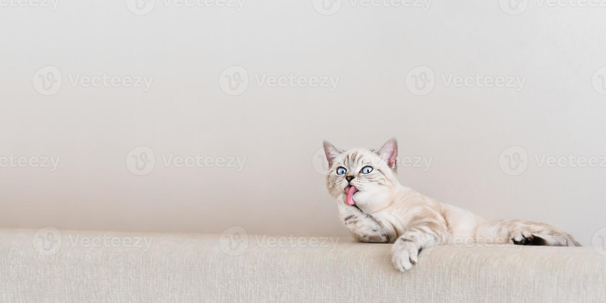 engraçado gato bege listrado escocês lambendo sua pata. foto