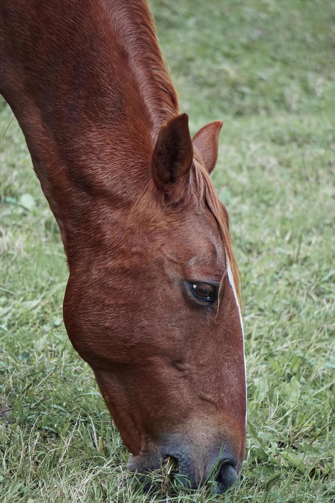 cavalo marrom pastando no prado foto