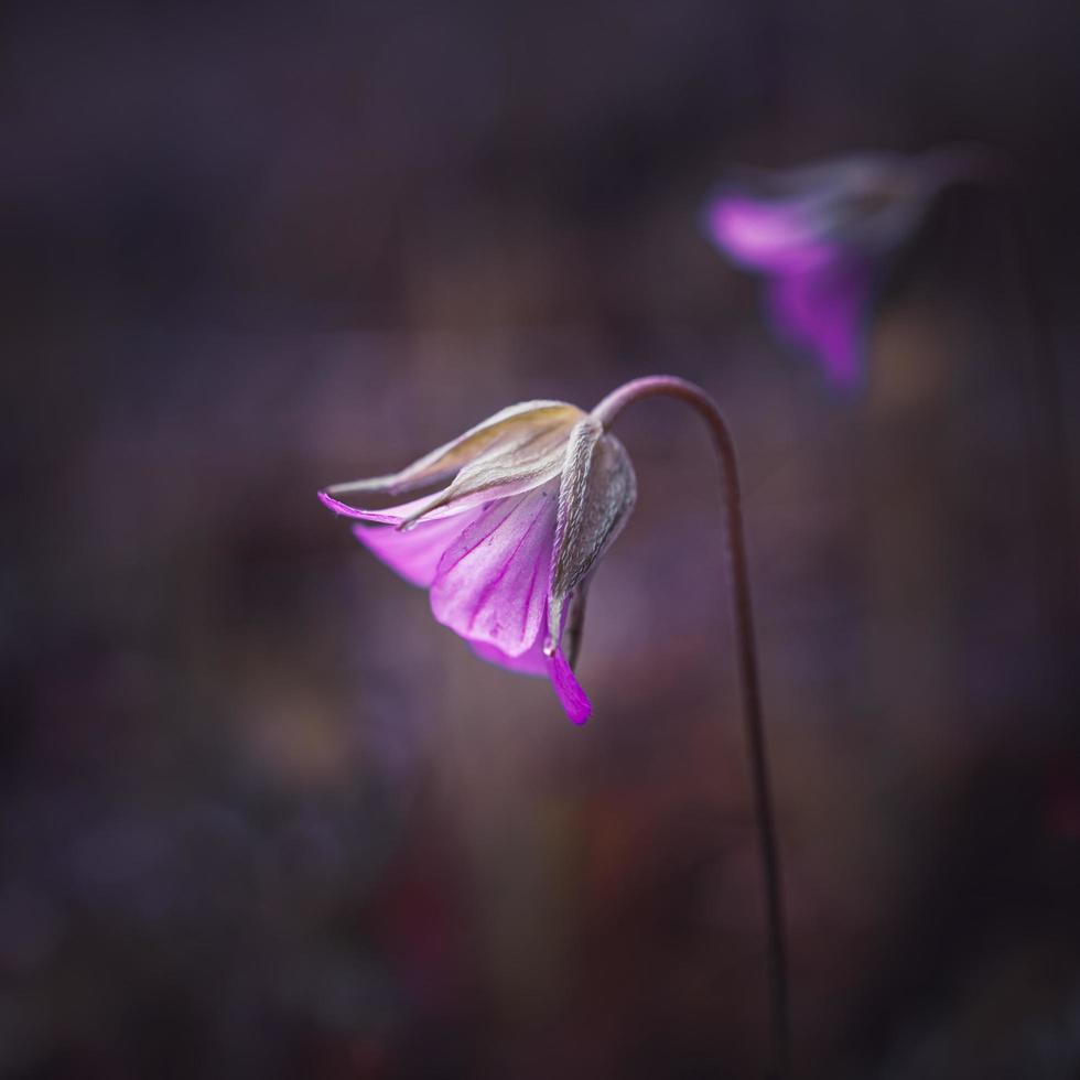 bela planta de flor rosa na natureza na primavera foto