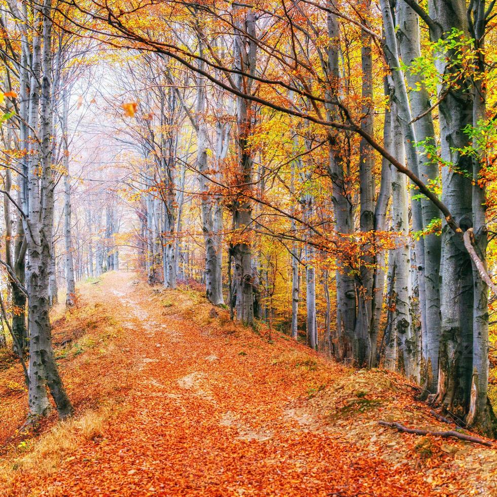 bela vista da floresta em um dia ensolarado. paisagem de outono. Cárpatos. Ucrânia foto