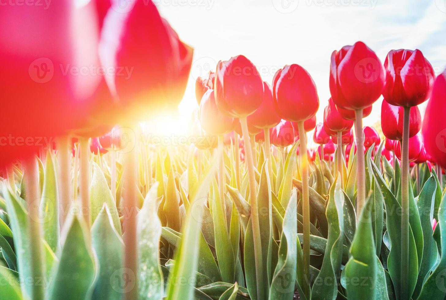 tulipas cor de rosa à luz do sol contra o céu foto