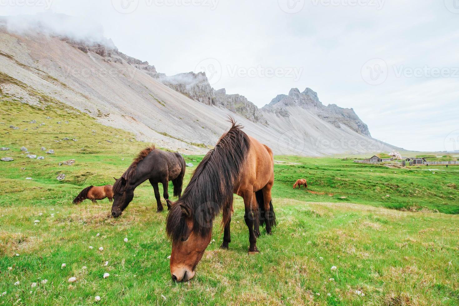 cavalos islandeses encantadores em um pasto com montanhas ao fundo foto