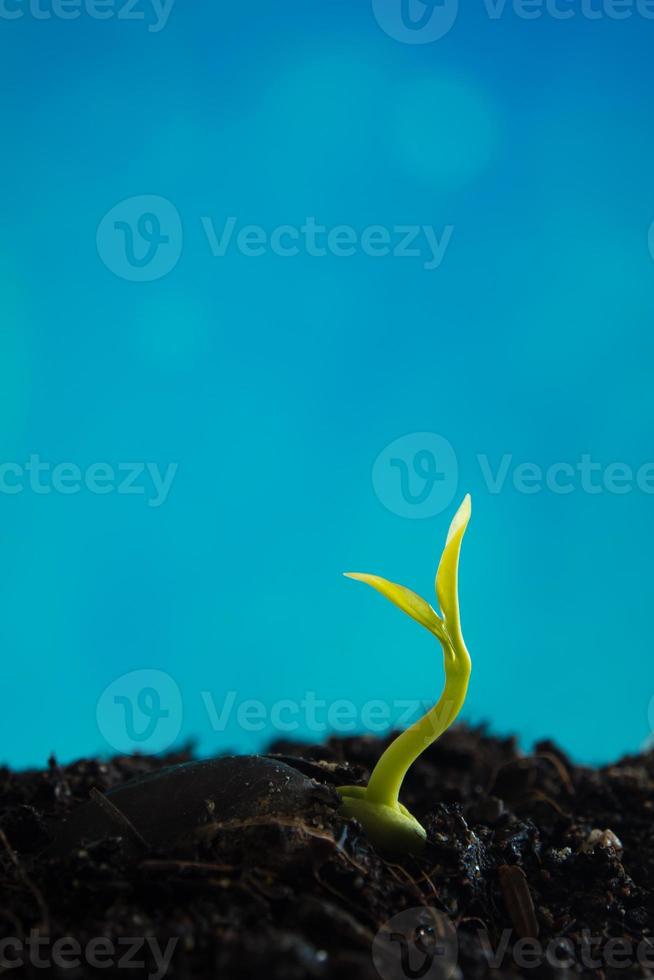 folhas de botões de plantas jovens semeando e céu azul claro foto