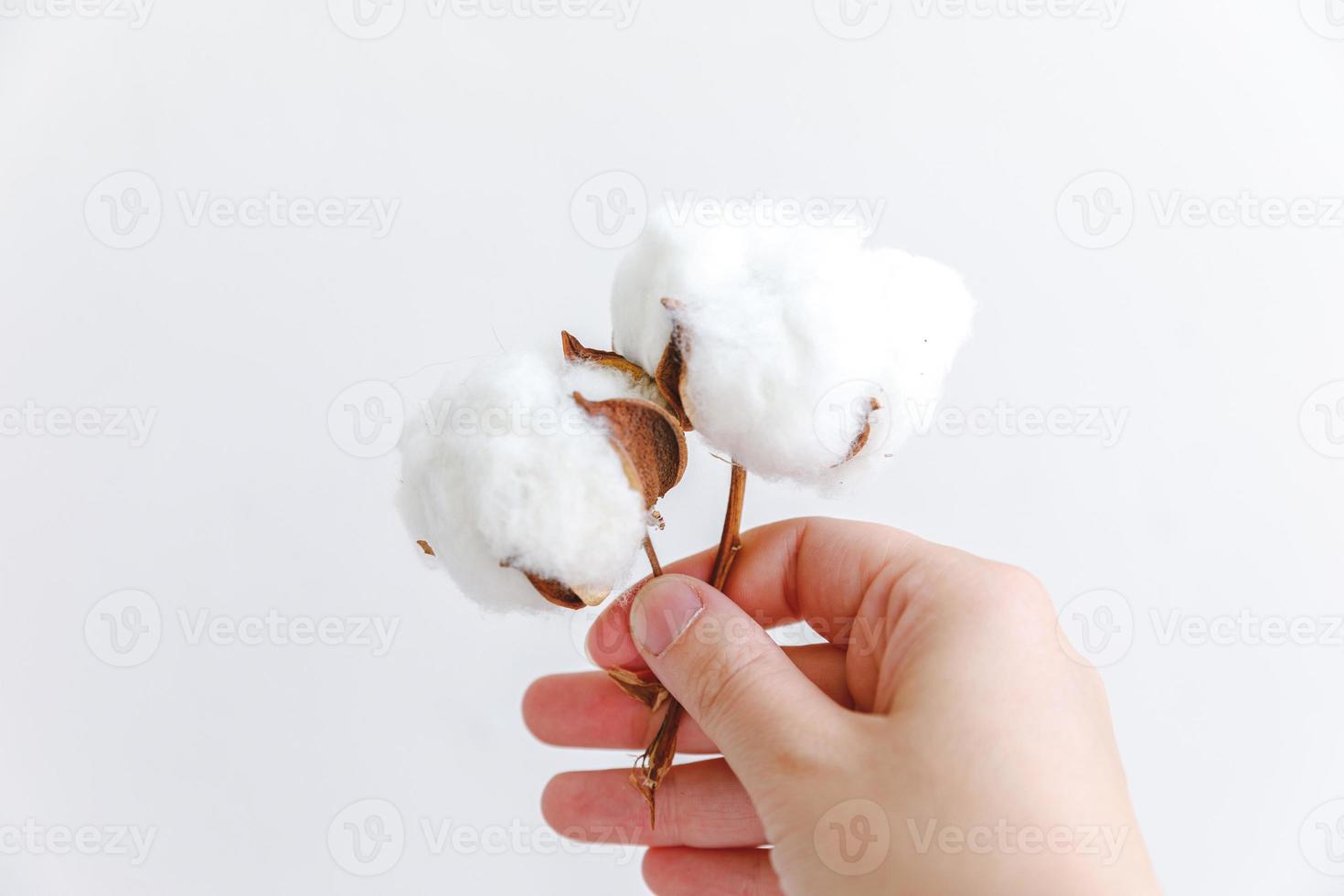 mão de uma mulher segurando a flor de algodão branco seca isolada no fundo branco. tecido pano suavidade natural orgânico fazenda conceito de alergia. foto