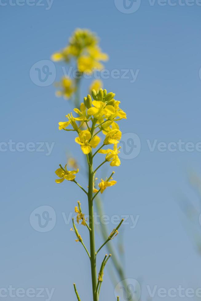 flores de mostarda florescendo na planta no campo agrícola com vagens. fechar-se. foto