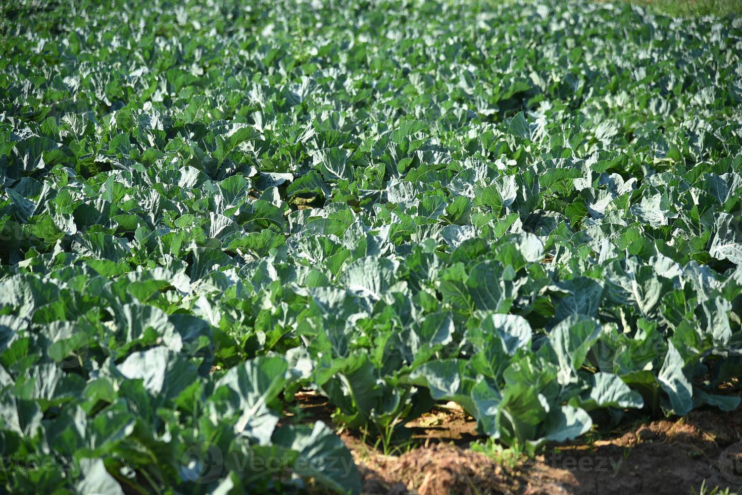 campo ou fazenda de repolho, repolho verde no campo agrícola foto