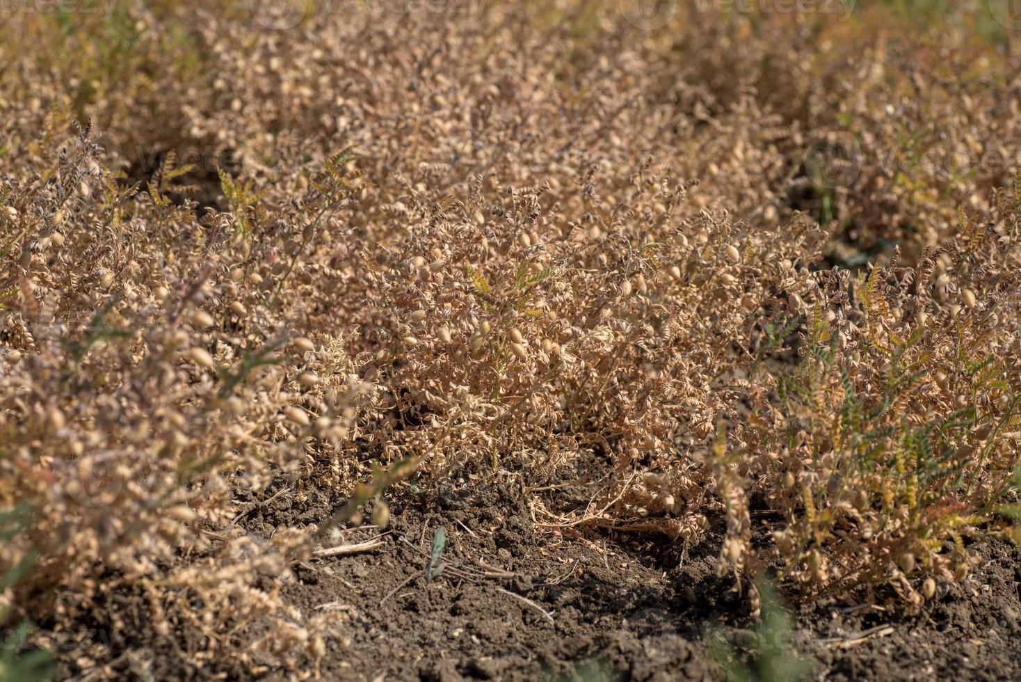 vagem de grão de bico com plantas jovens verdes no campo agrícola, closeup. foto