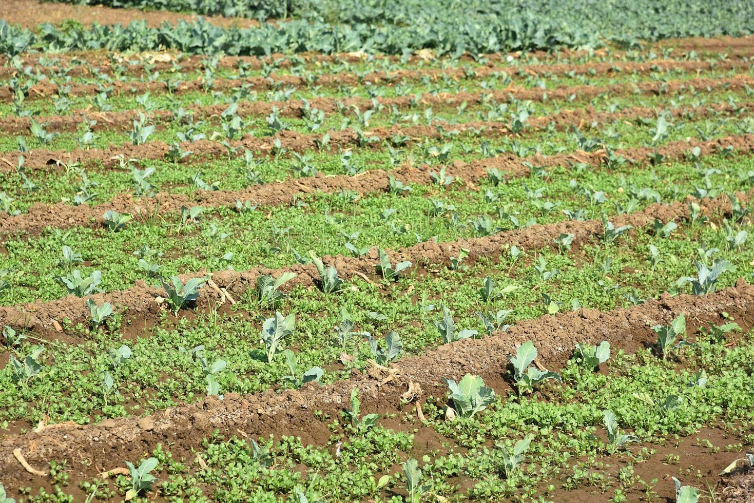 campo ou fazenda de repolho, repolho verde no campo agrícola foto