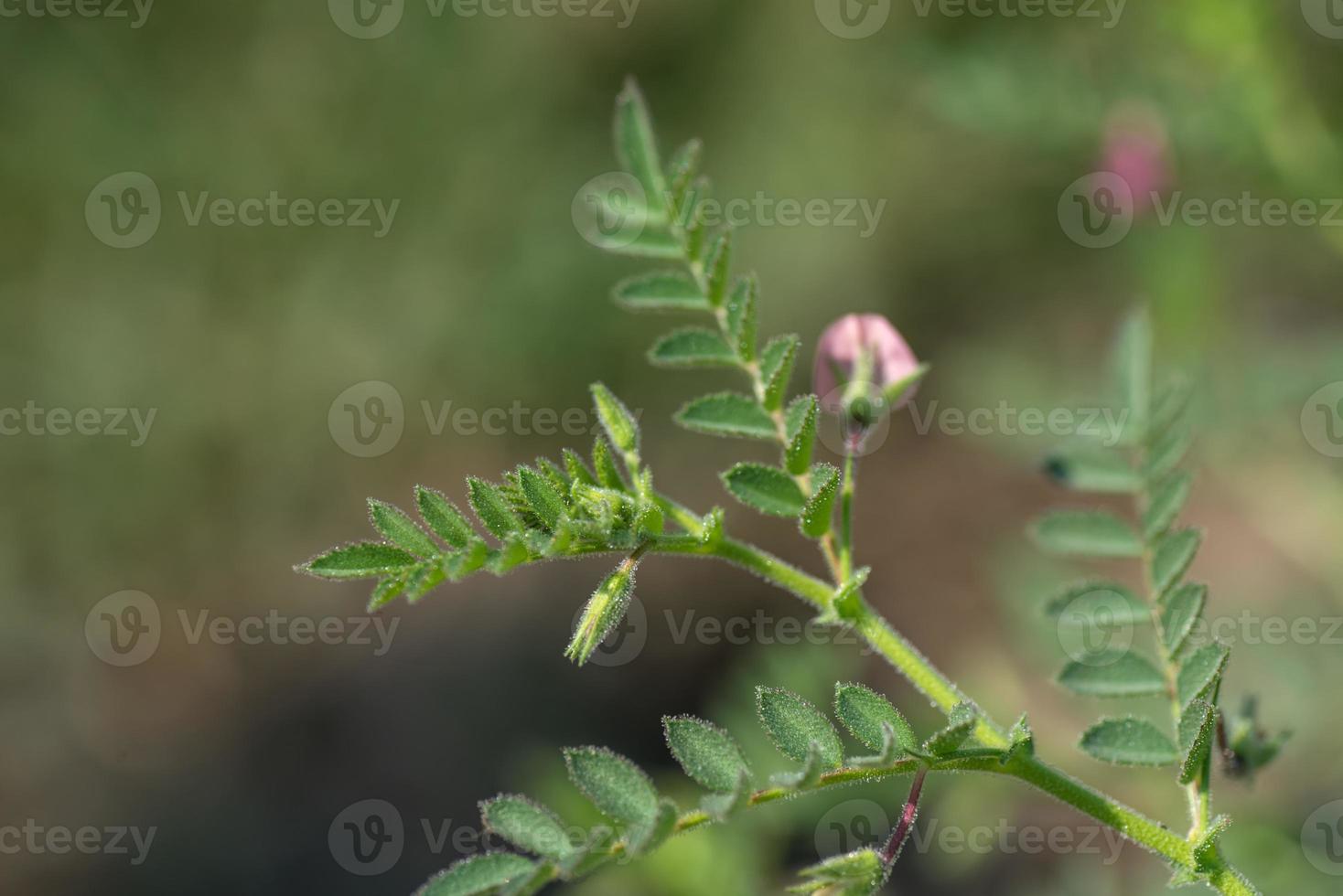 flores de grão de bico com mudas verdes no campo da fazenda foto