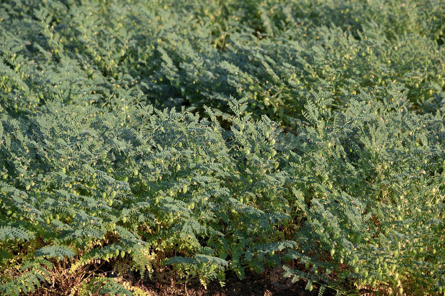 vagem de grão de bico com plantas jovens verdes no campo agrícola, closeup. foto