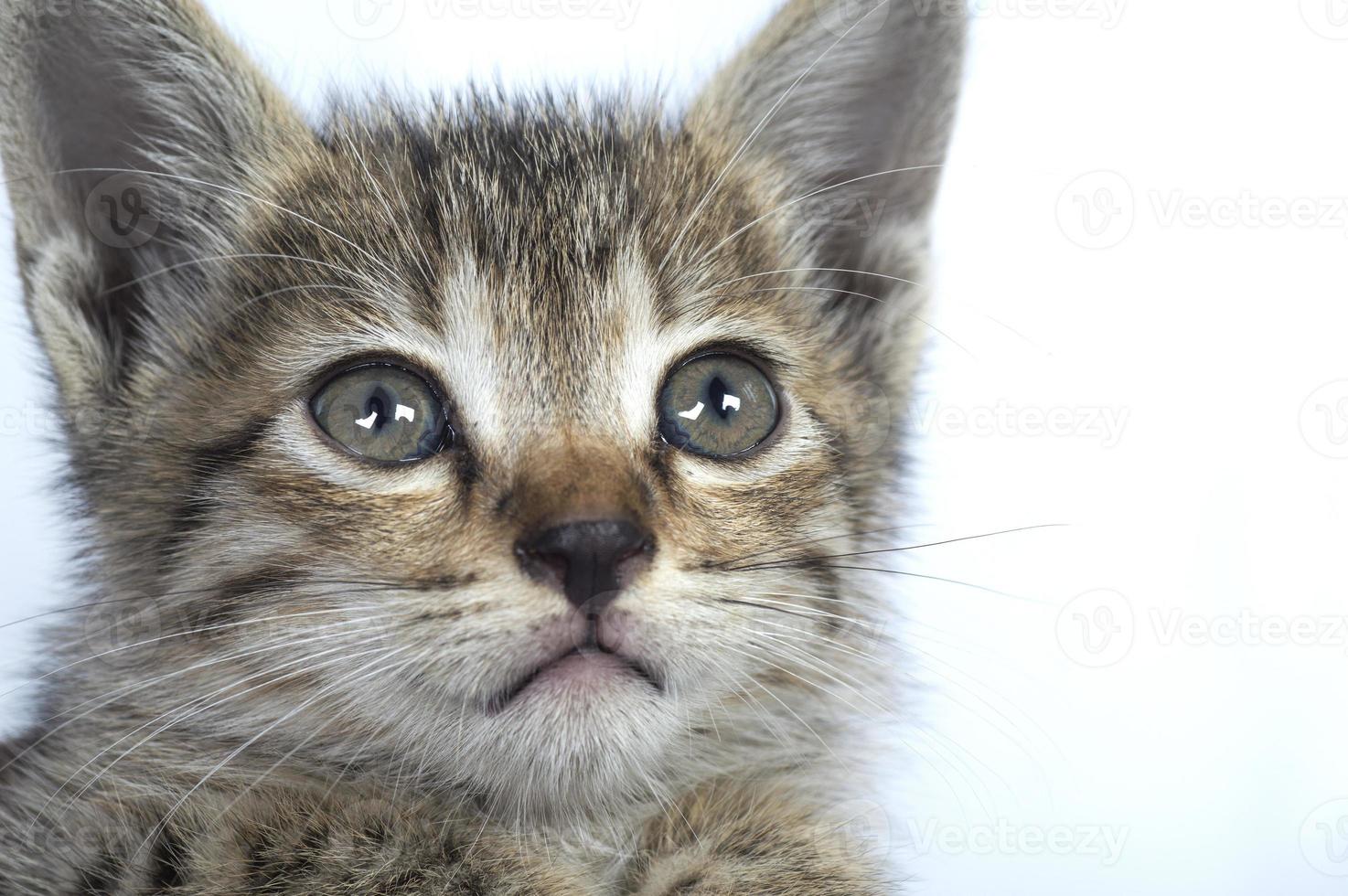 gatinho listrado cinza em um fundo branco, pequeno predador, foto