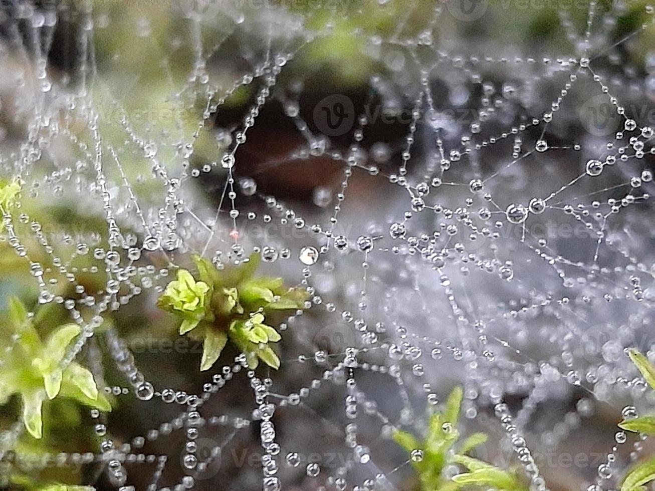 diversas plantas de natureza selvagem foto