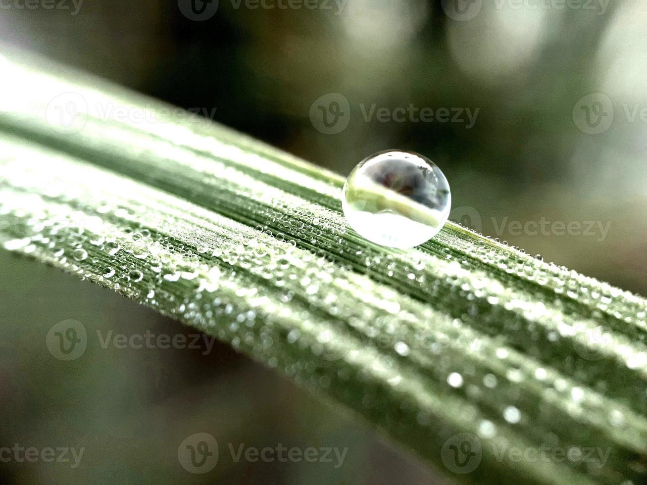 diversas plantas de natureza selvagem foto