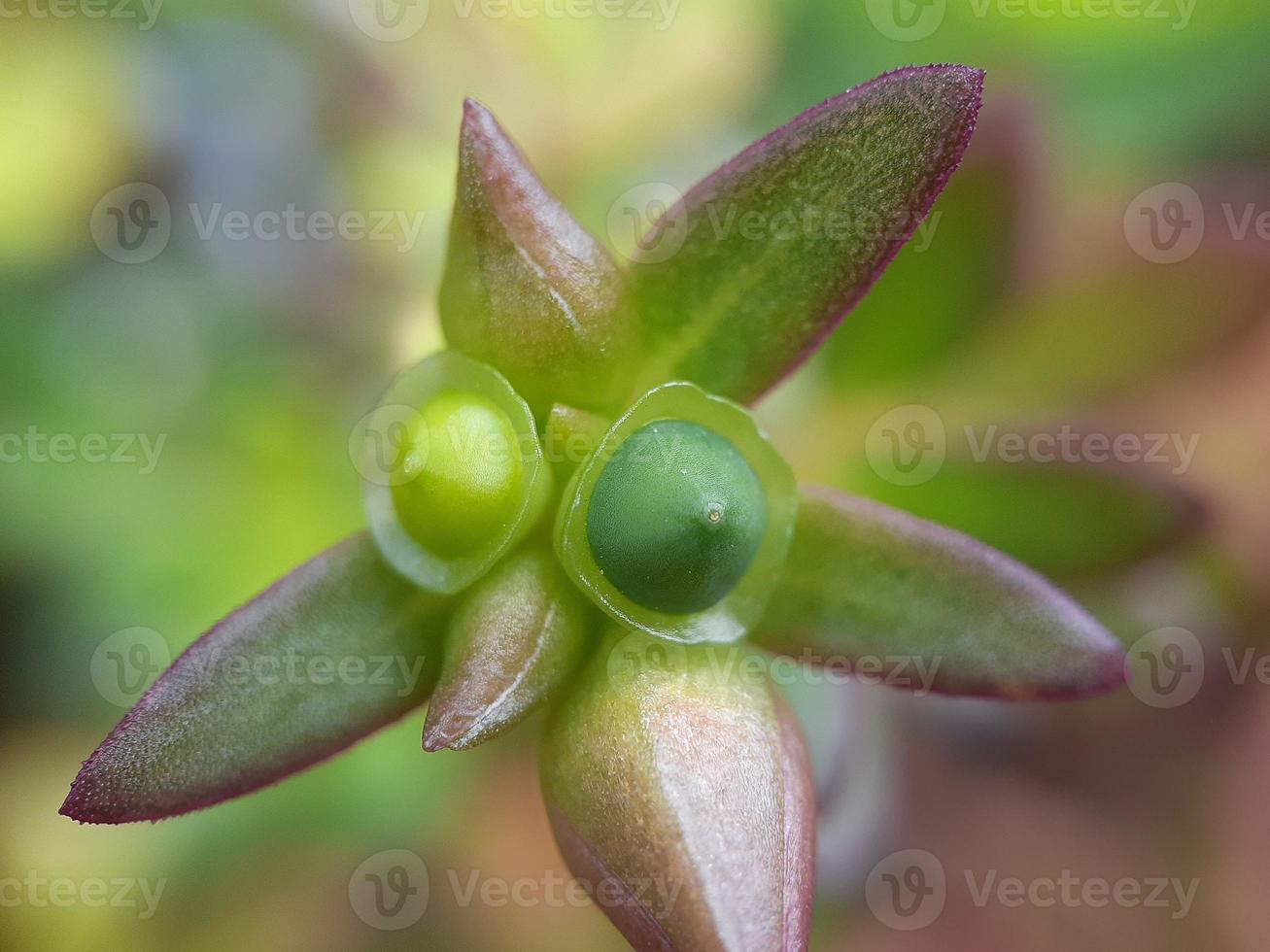 diversas plantas de natureza selvagem foto