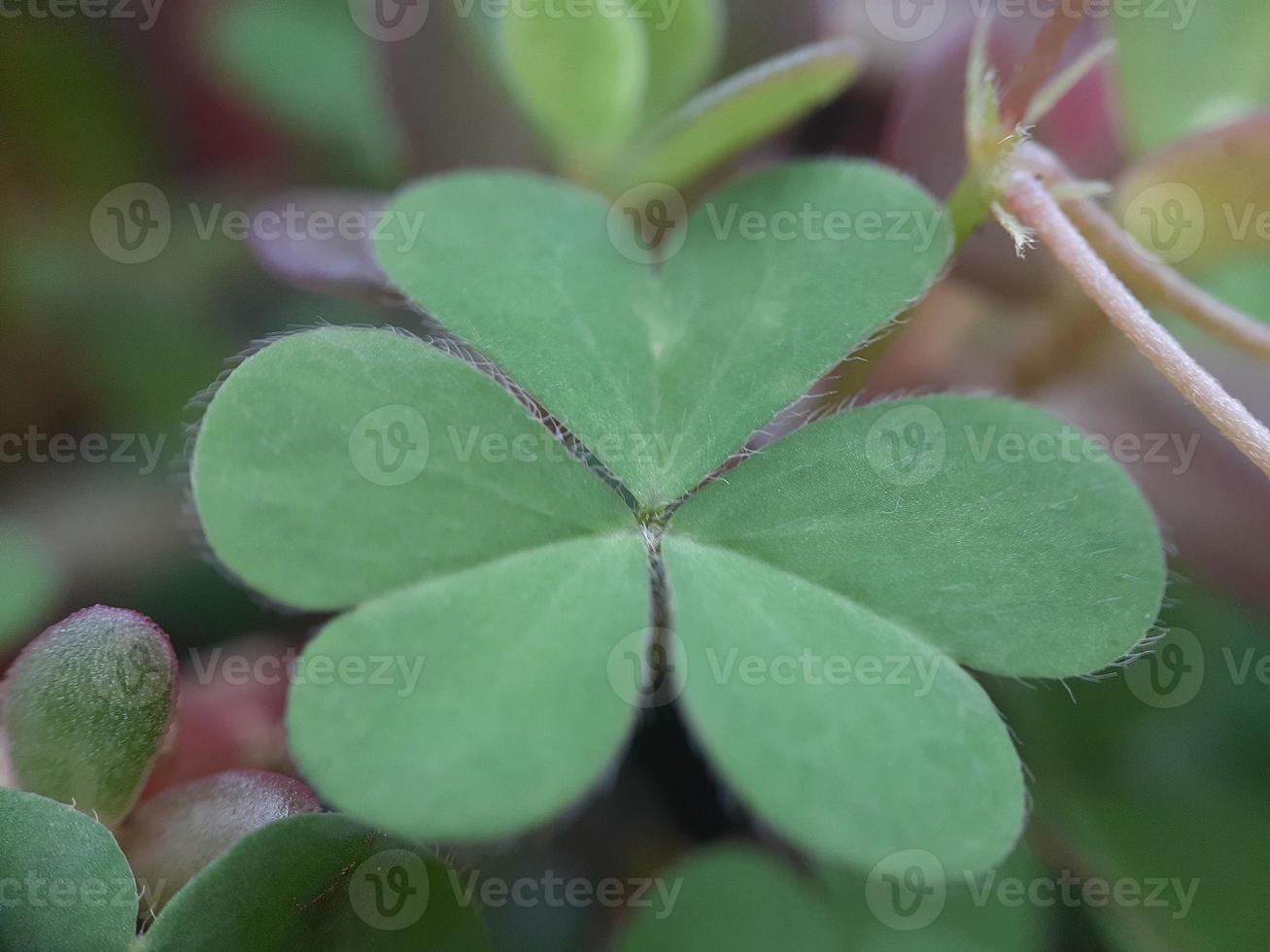 diversas plantas de natureza selvagem foto