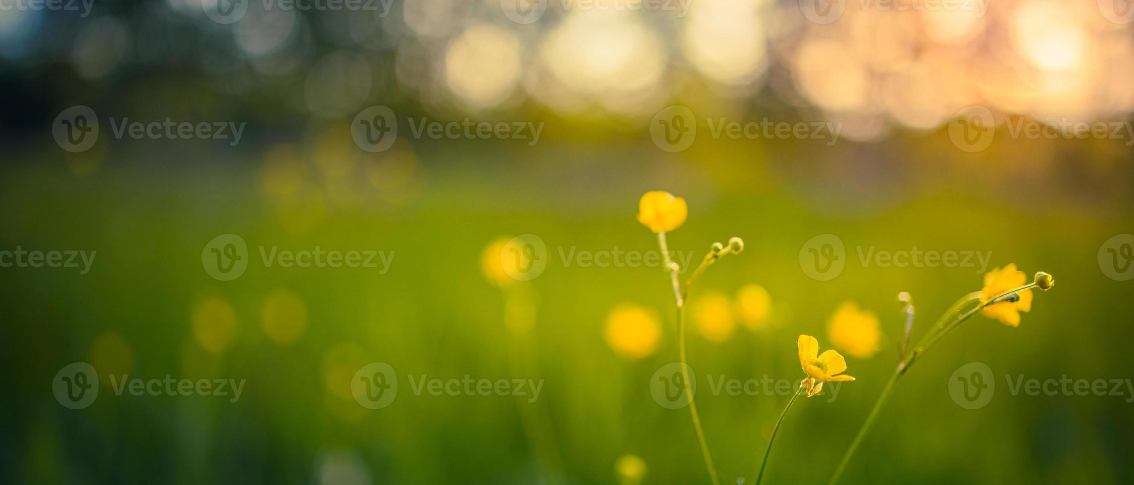 campo panorâmico de flores amarelas e prado verde na noite de primavera ou verão no pôr do sol, hora de ouro. natureza idílica cênica, paisagem aproximada, campo de floresta natural sonhador turva foto