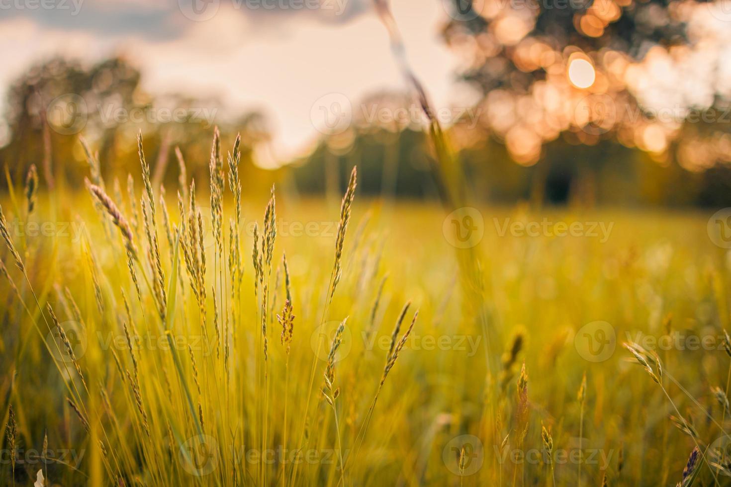 bela paisagem rural, prado closeup ao nascer ou pôr do sol. campo de natureza idílica primavera verão turva, grama alta e céu de bokeh pôr do sol turva foto