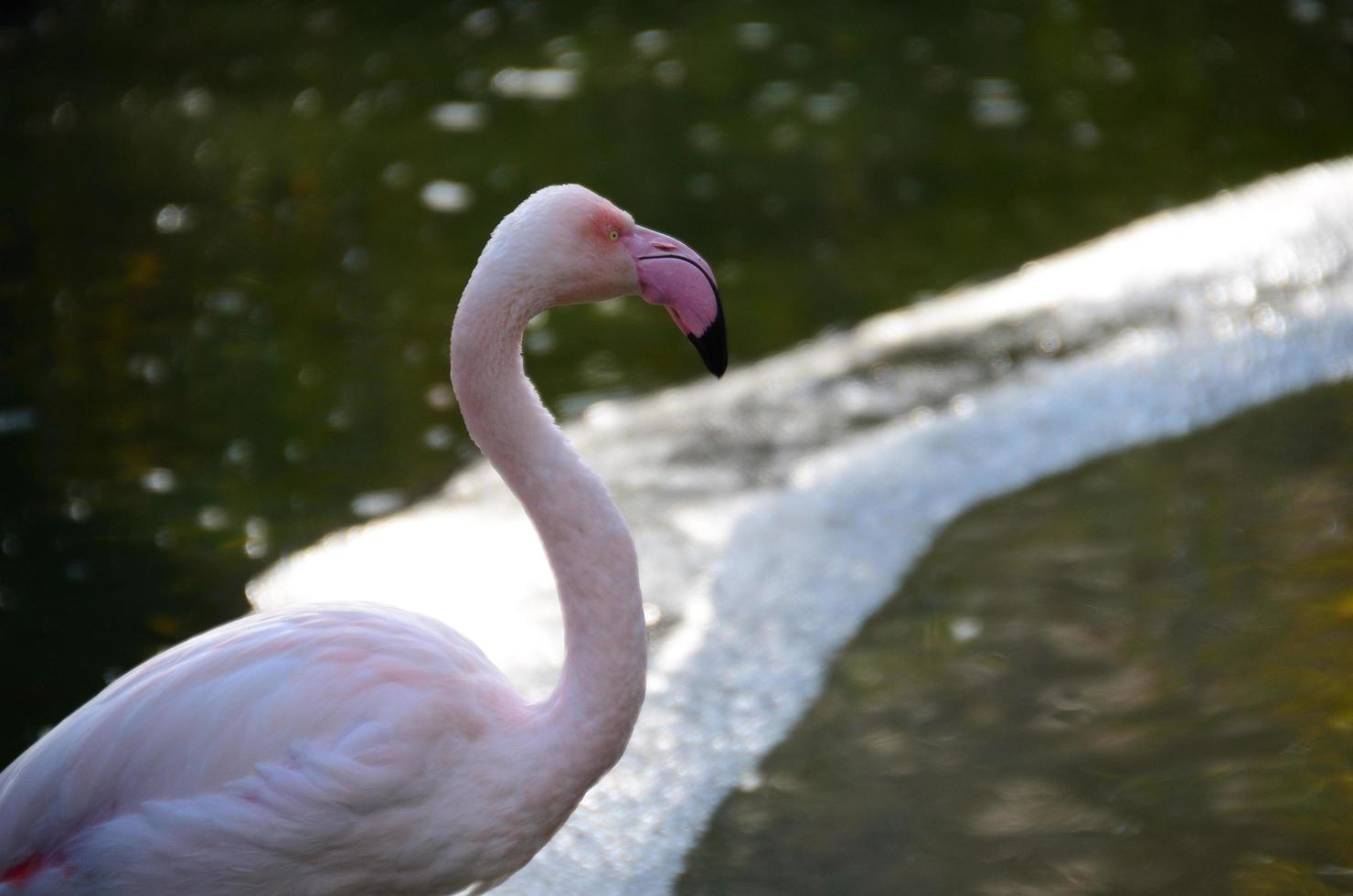 flamingo olha no zoológico foto