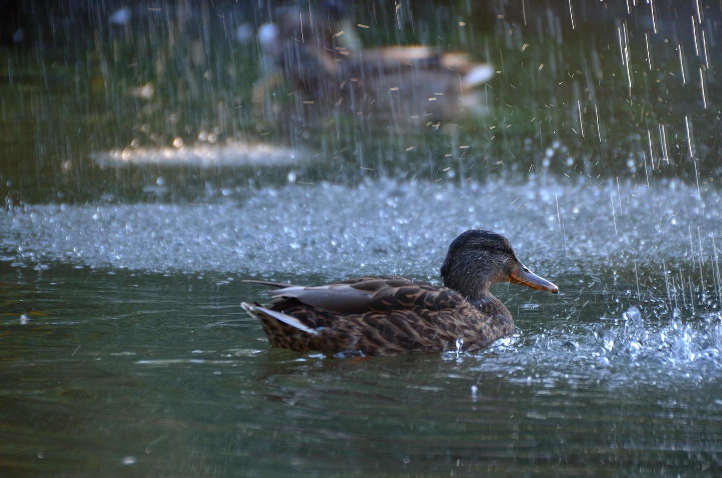 pato na água foto