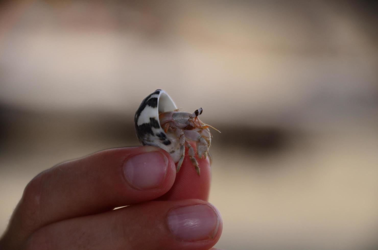 caranguejo eremita em uma mão foto