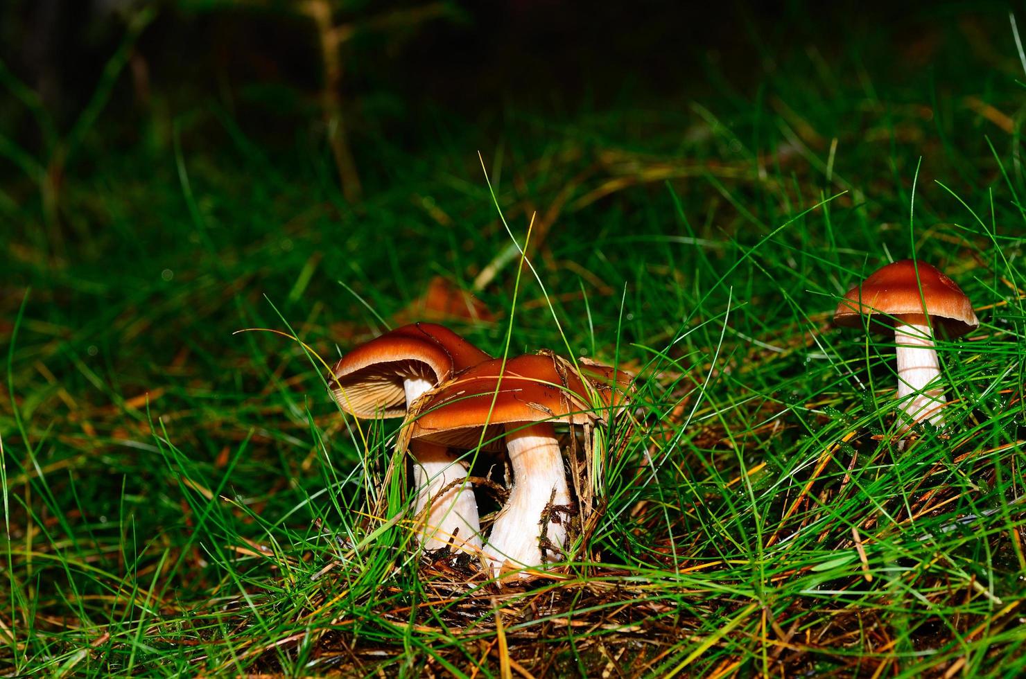 cogumelo castanho na floresta foto