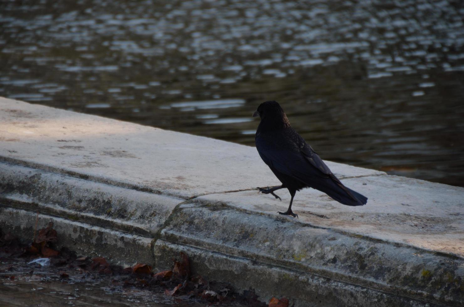 pássaro preto em uma borda de fonte foto