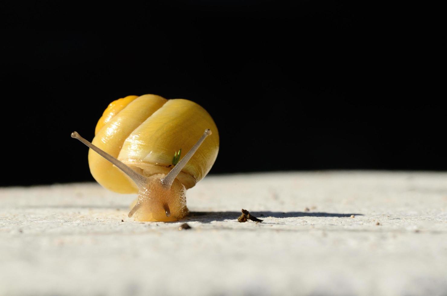 caracol amarelo com branco e preto foto