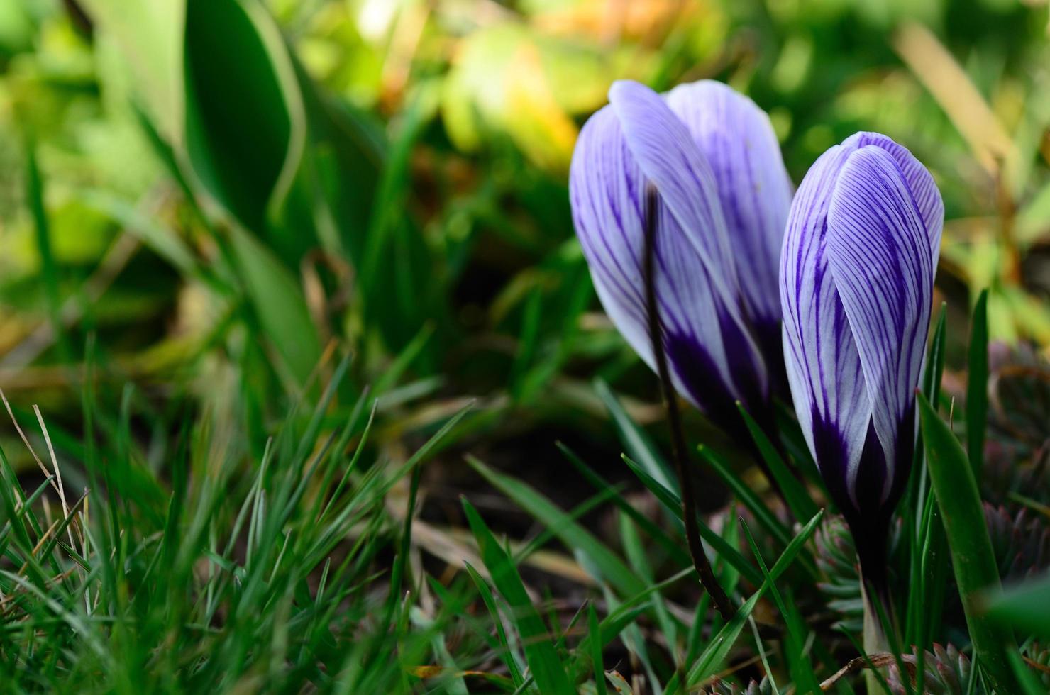 açafrão roxo na primavera foto