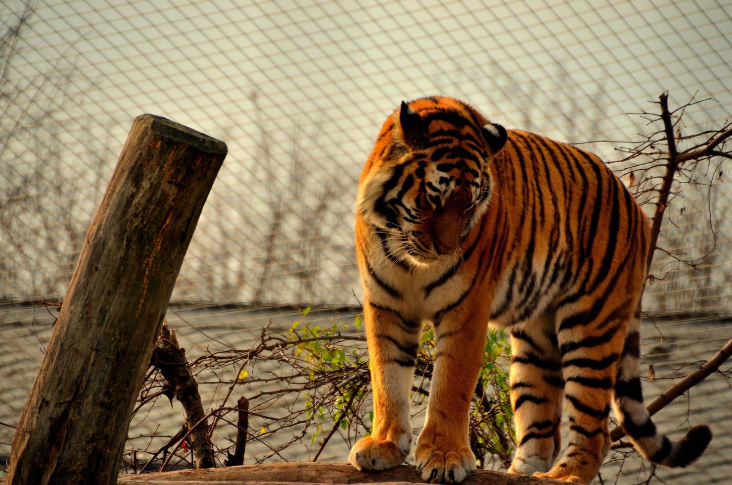 tigre em um zoológico foto