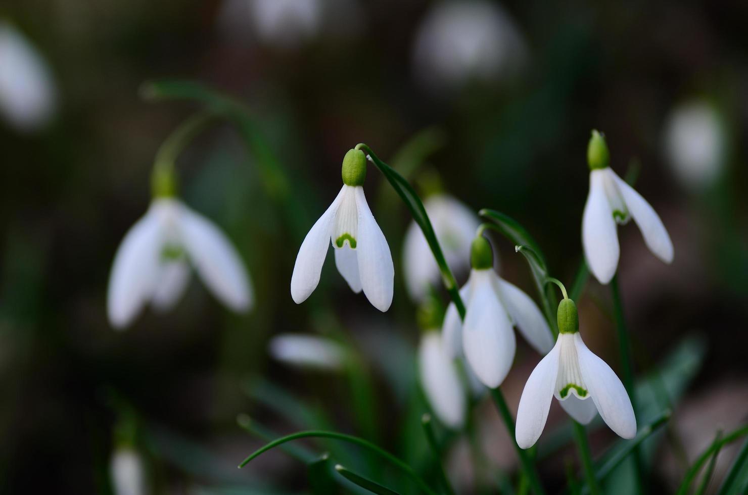 gotas de neve a primavera foto