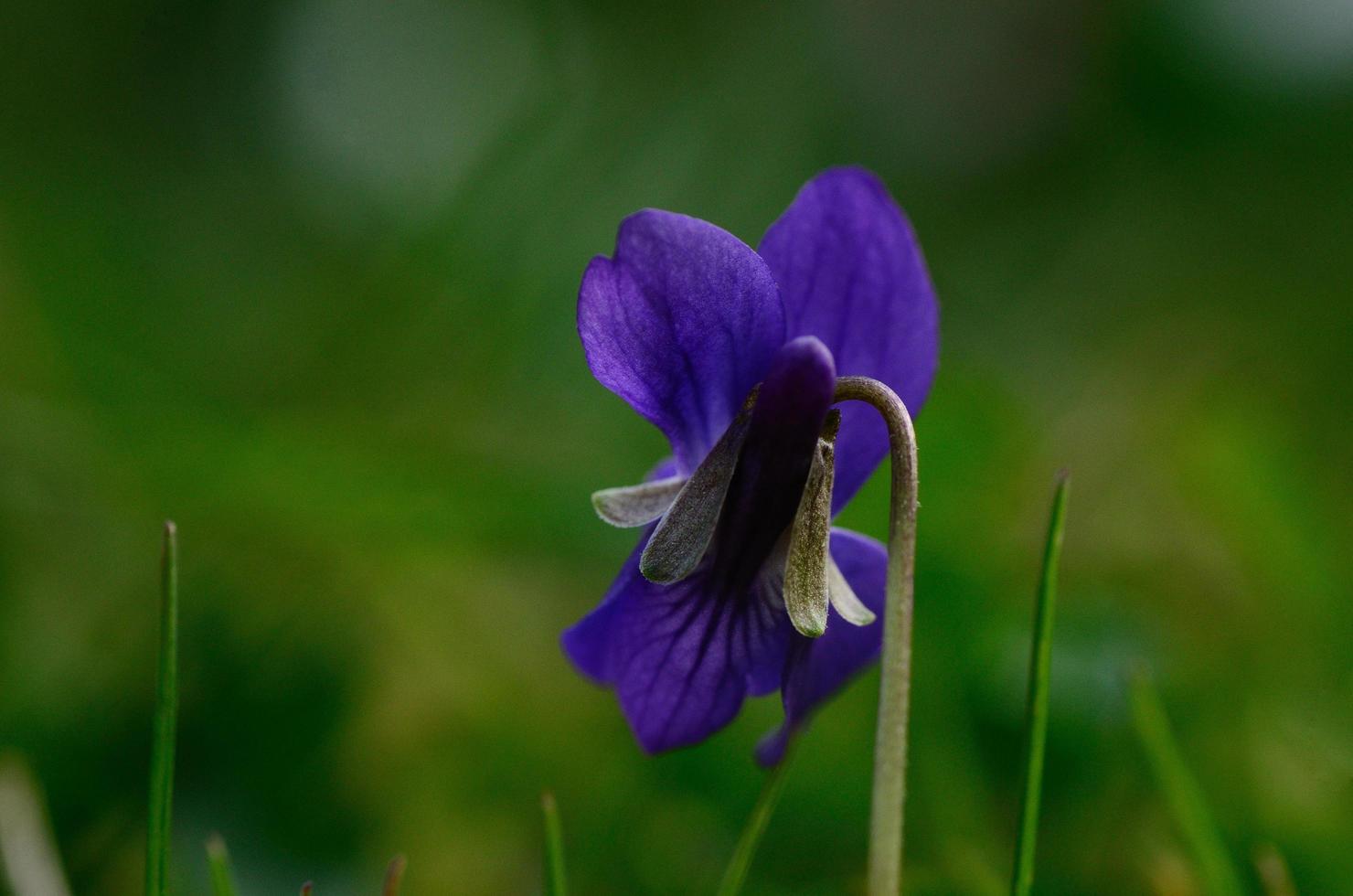 violetas excelente vista foto