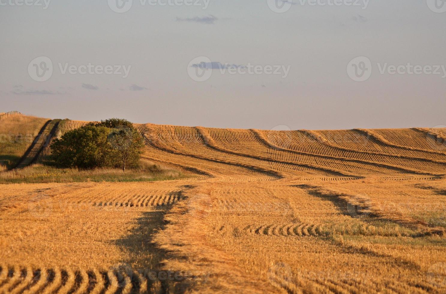 faixas de grãos na pitoresca saskatchewan foto