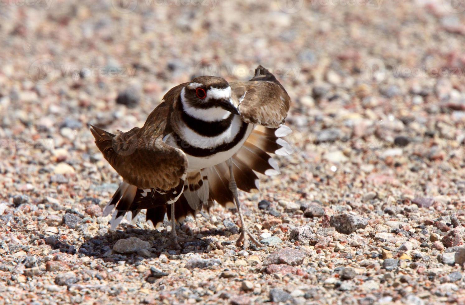 killdeer fazendo seu ato de asa quebrada foto