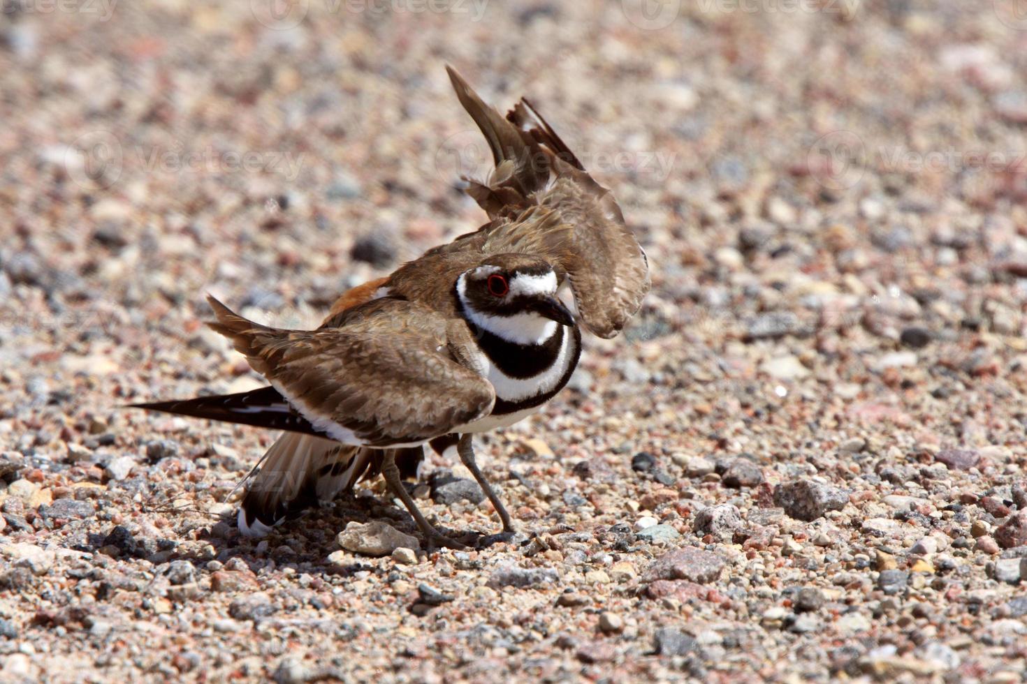 killdeer fazendo seu ato de asa quebrada foto