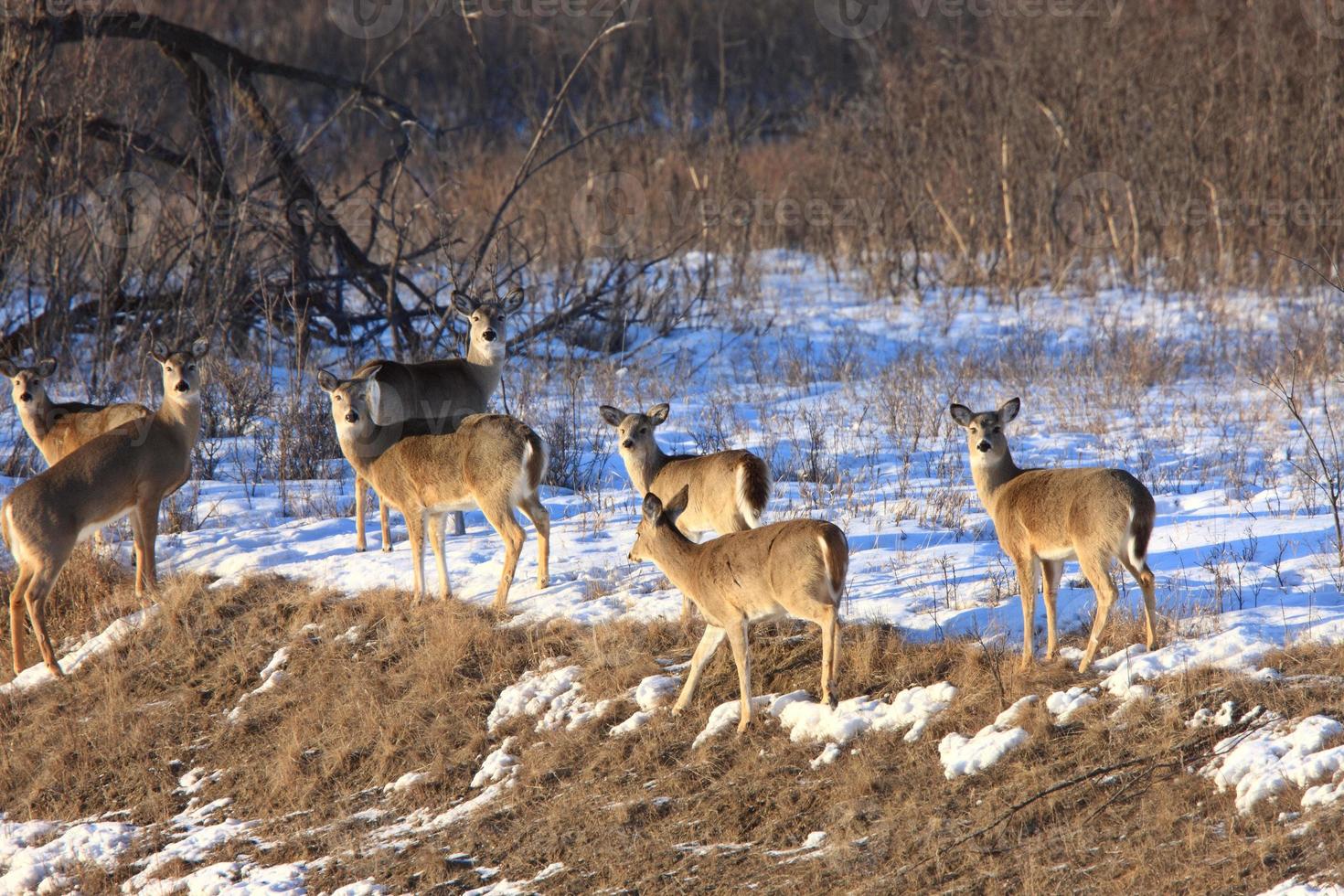 veado no inverno saskatchewan canadá foto