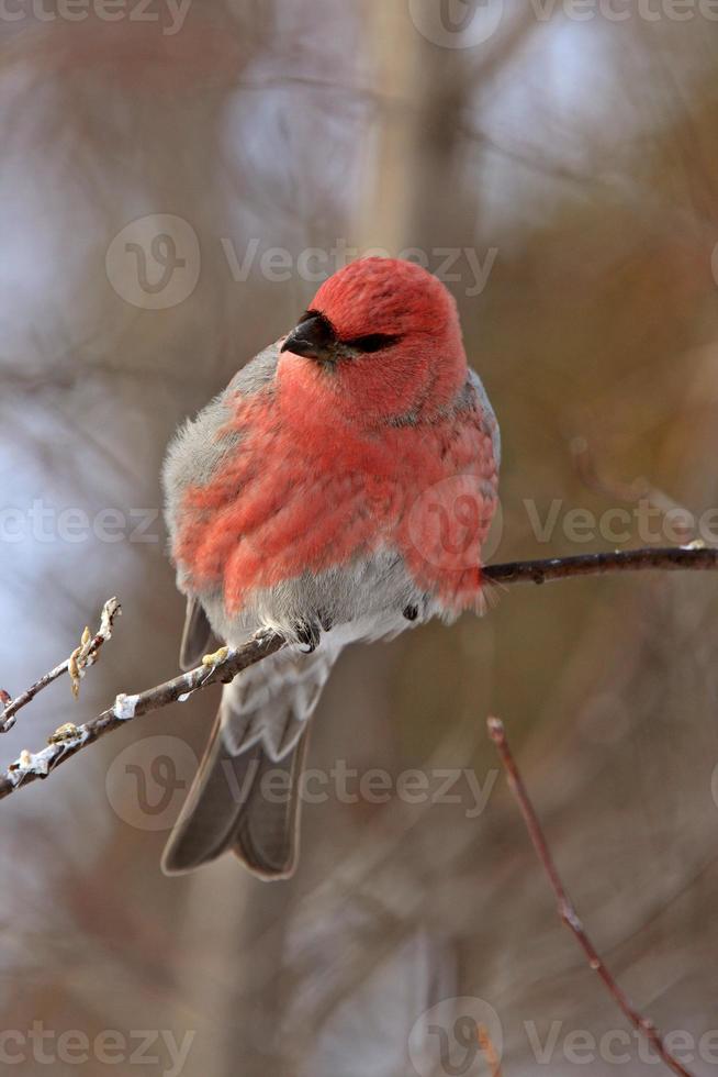 grosbeak de pinheiro no inverno foto