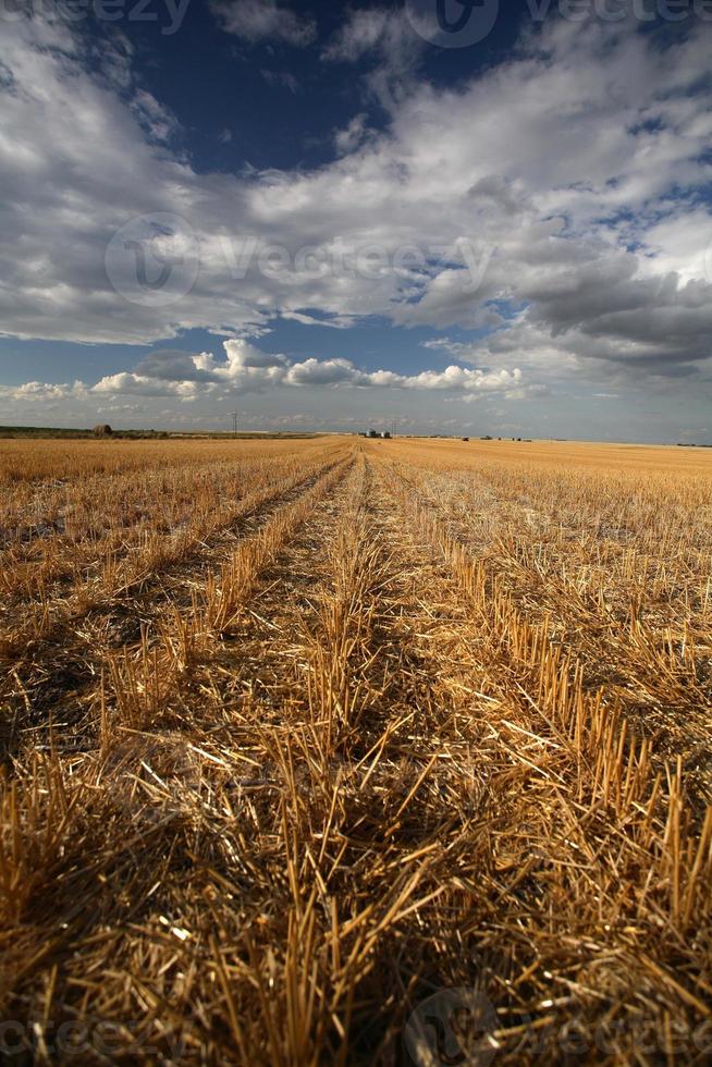 nuvens adoráveis acima de um campo de restolho de saskatchewan foto